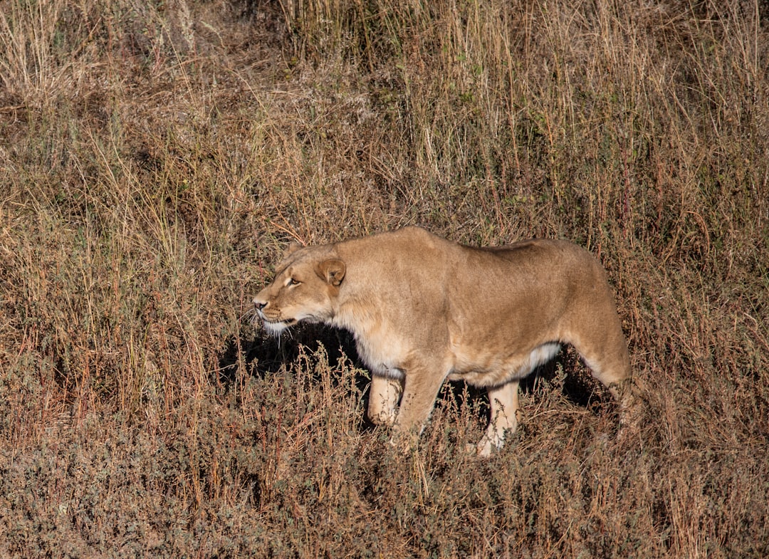 close-up photography of lioness walking on grass