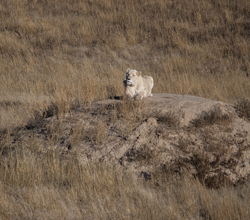 close-up photography of lioness