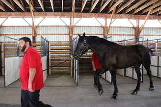 A man in a red shirt is leading a black horse through a stable. The stable has wooden beams supporting a high ceiling and gated stalls lining the walls.