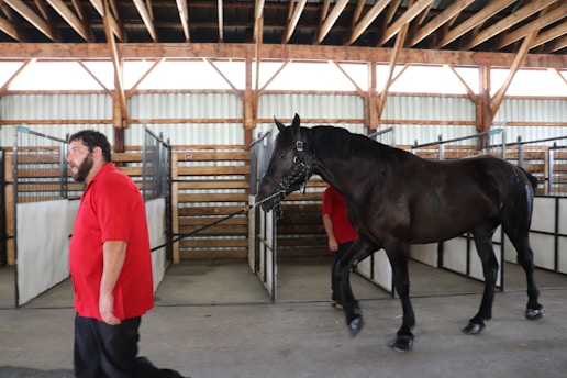 A man in a red shirt is leading a black horse through a stable. The stable has wooden beams supporting a high ceiling and gated stalls lining the walls.