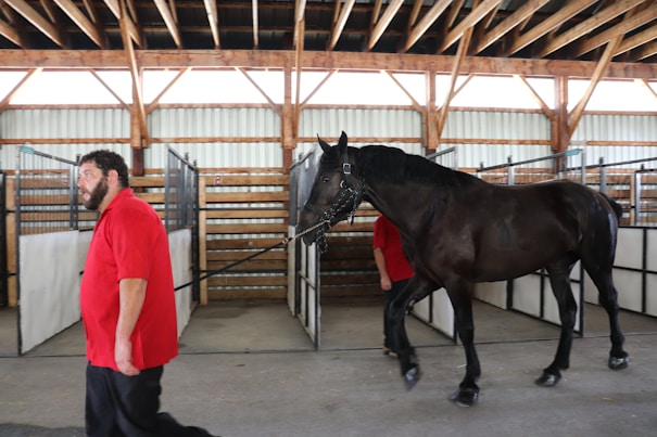 A skilled rider gently leading a thoroughbred horse through a sunlit stable aisle.