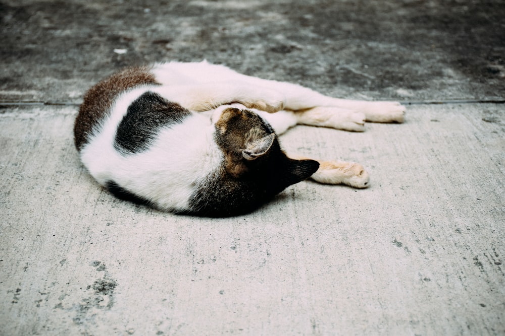 cat on floor