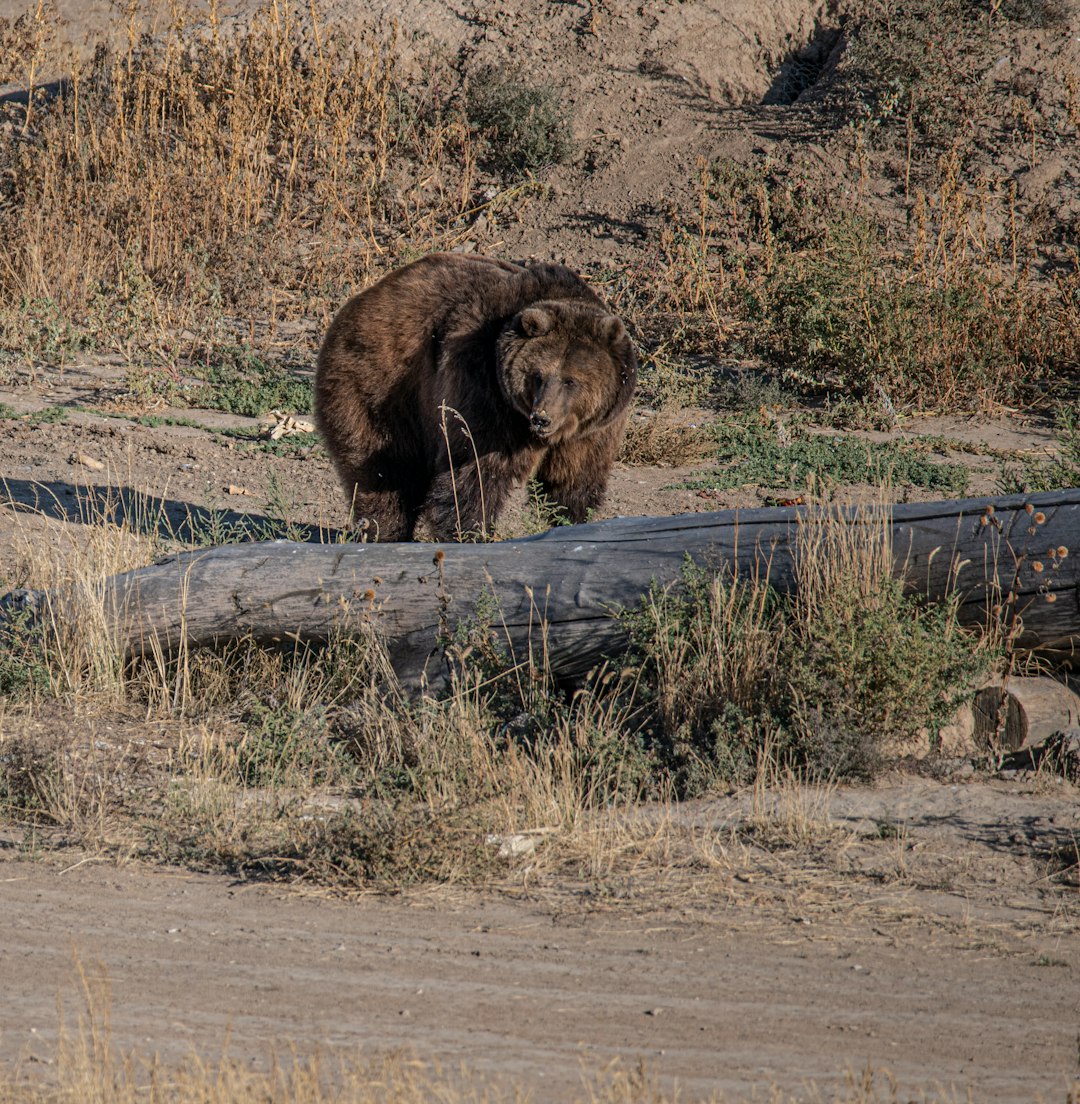 brown bear standing on floor at daytime