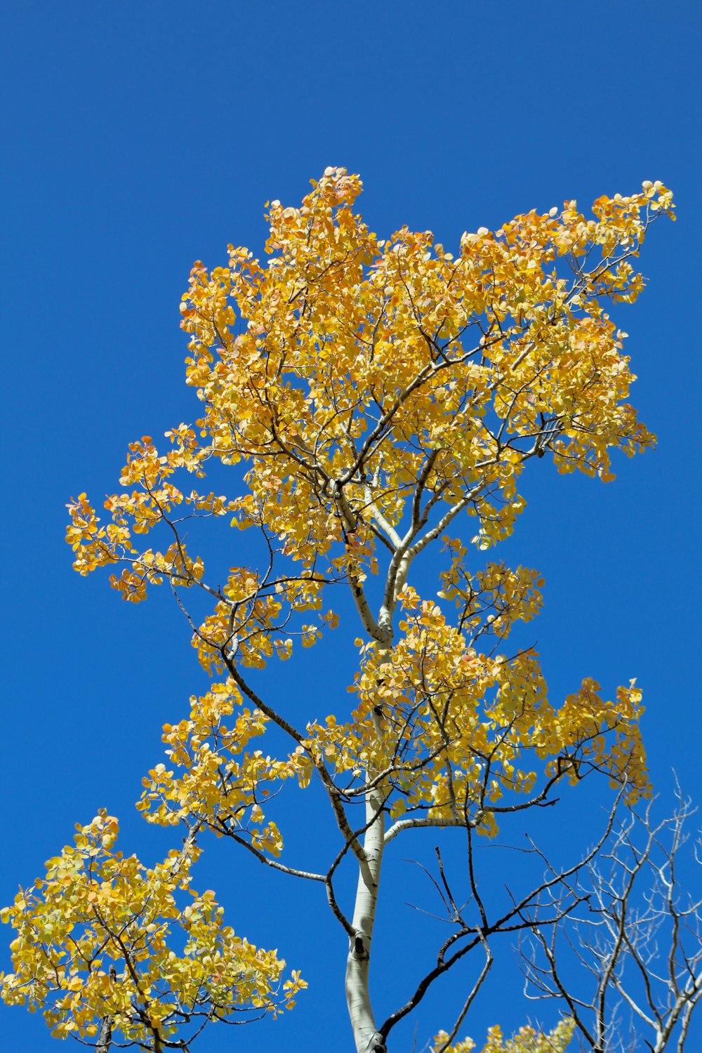 tree during daytime