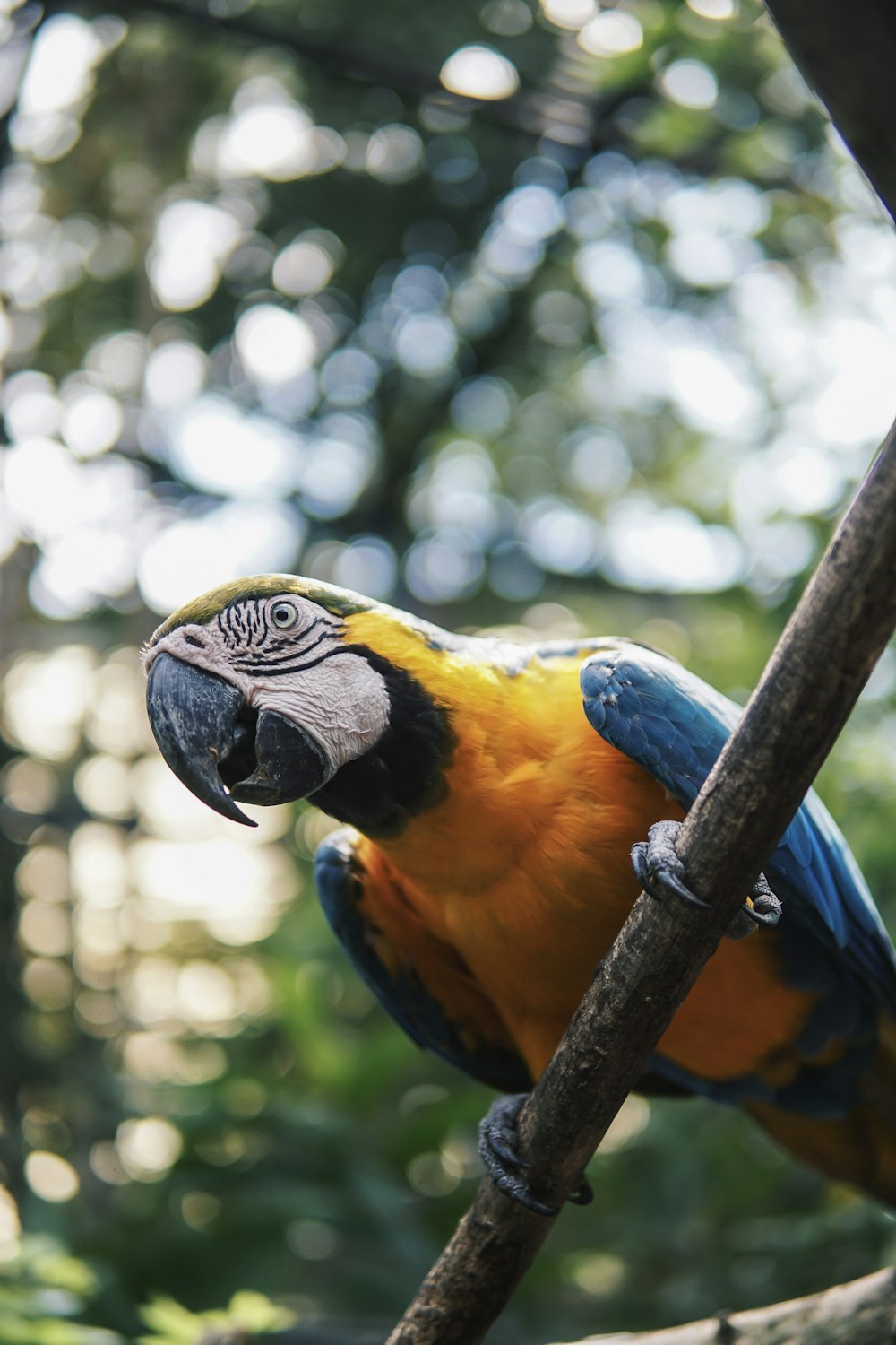 macro photography of scarlet macaw on twig