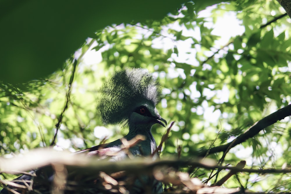 bird beneath tree