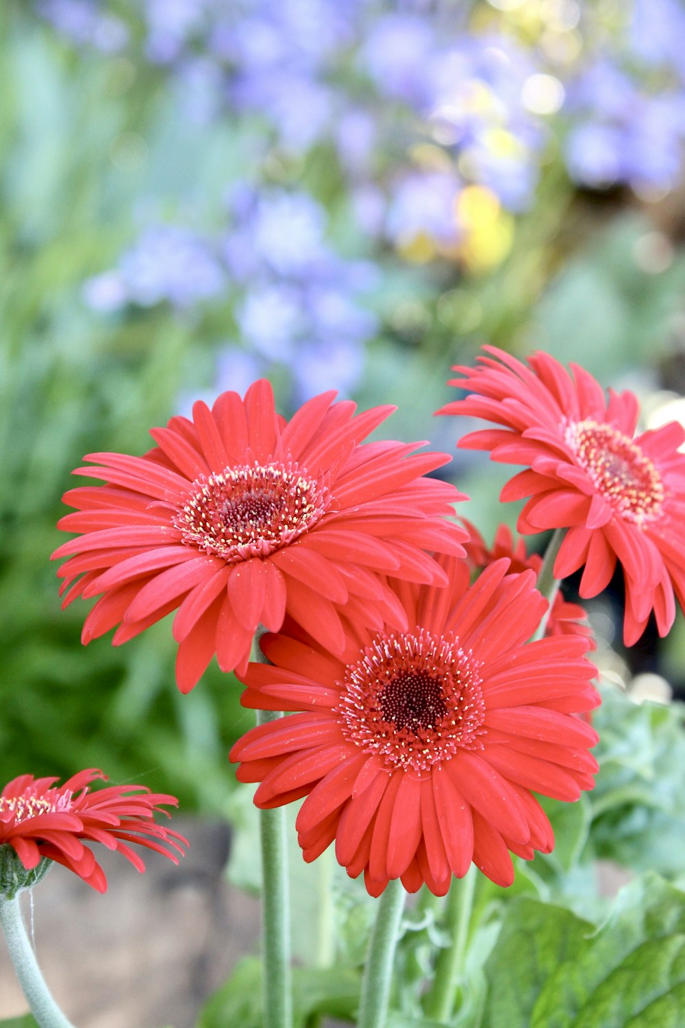 Fotografía macro de flores de margarita gerbera roja
