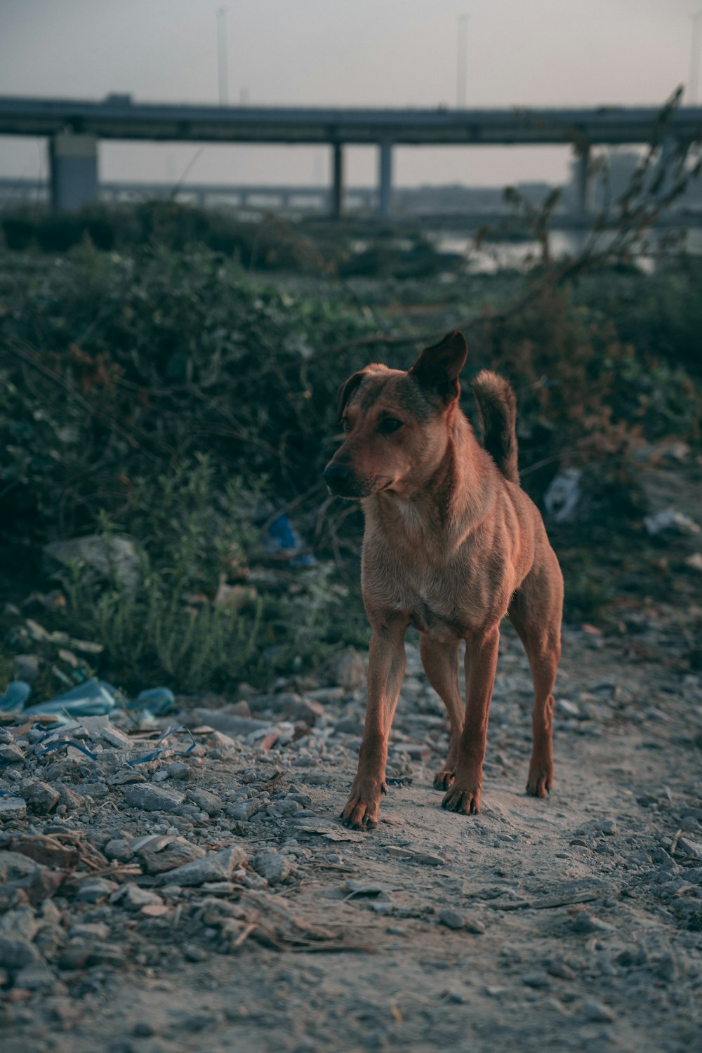 brown dog standing beside grass at daytime