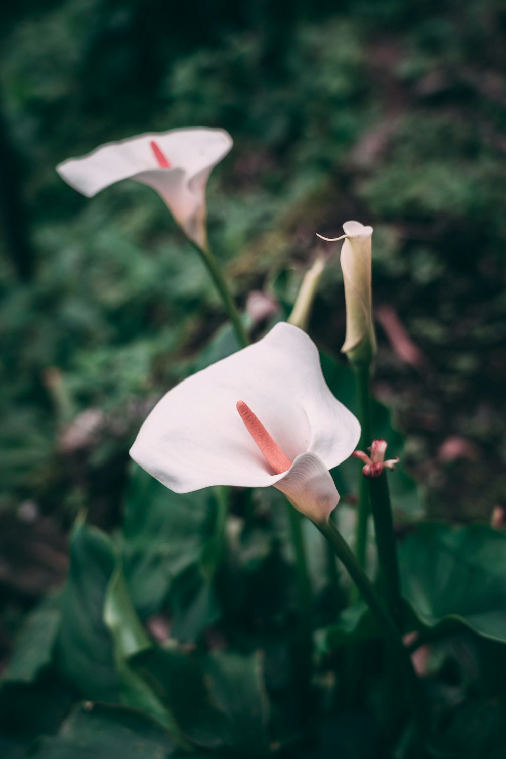 pink lily flowers