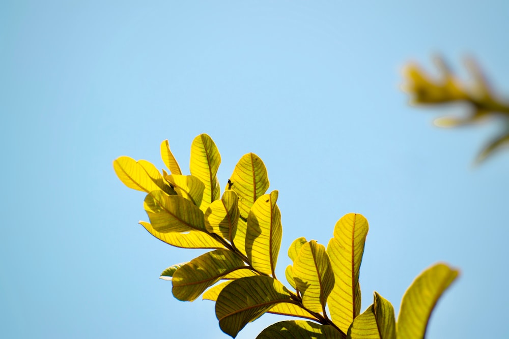 green-leafed plant