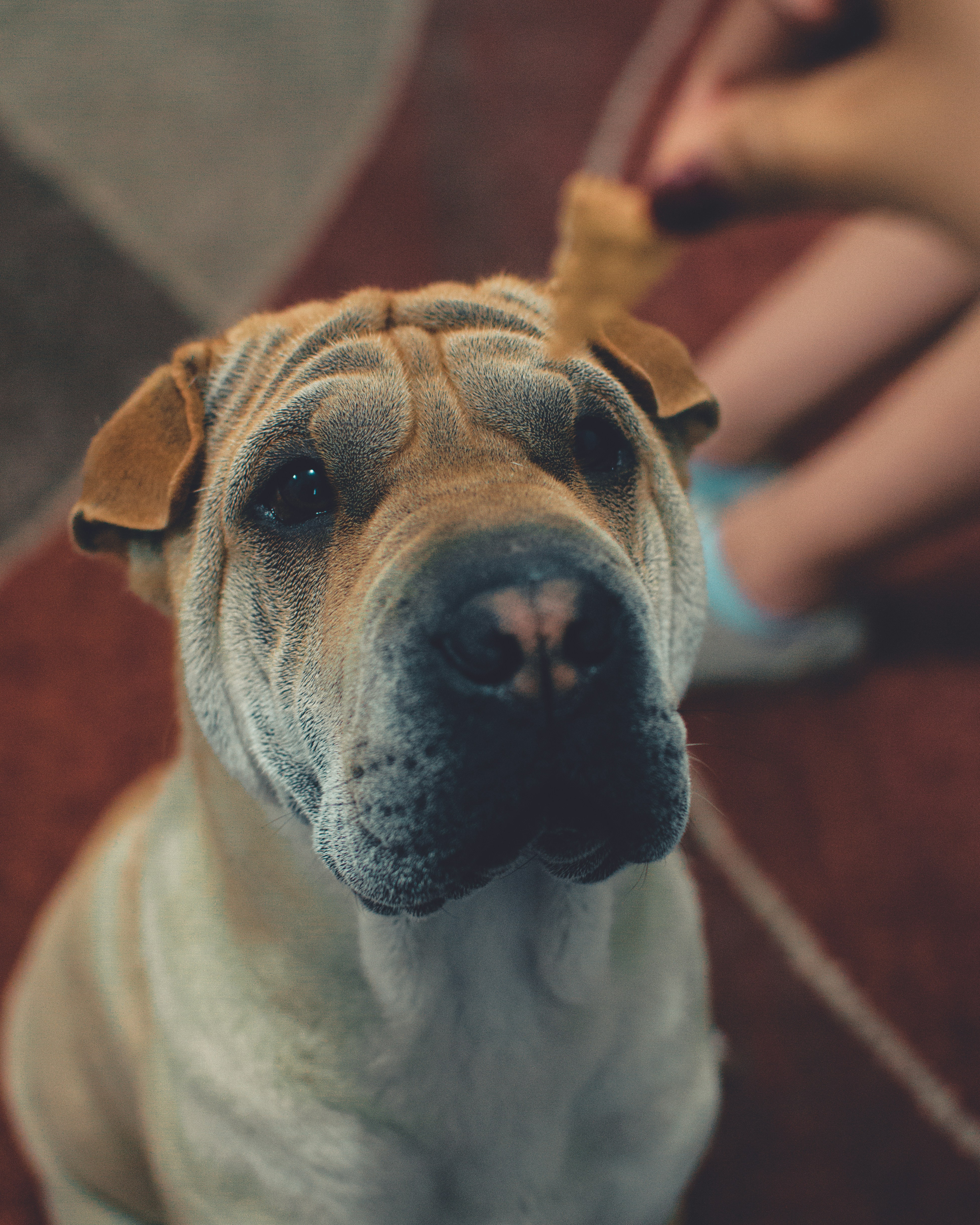 close-up photography of brown dog