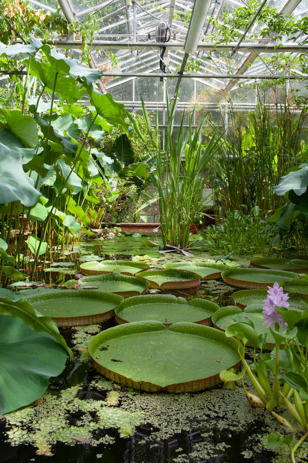 green leafed plants