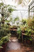 A lush greenhouse filled with a variety of potted plants, including ferns, palms, and other tropical foliage. The plants are arranged on wooden tables and the floor, with sunlight streaming through the translucent roof, casting gentle shadows. The floor appears damp, suggesting a recent watering.