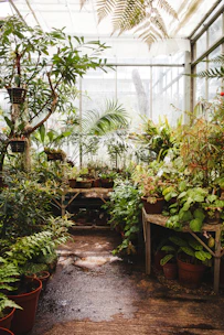 A vibrant assortment of indoor foliage plants neatly arranged in a greenhouse.