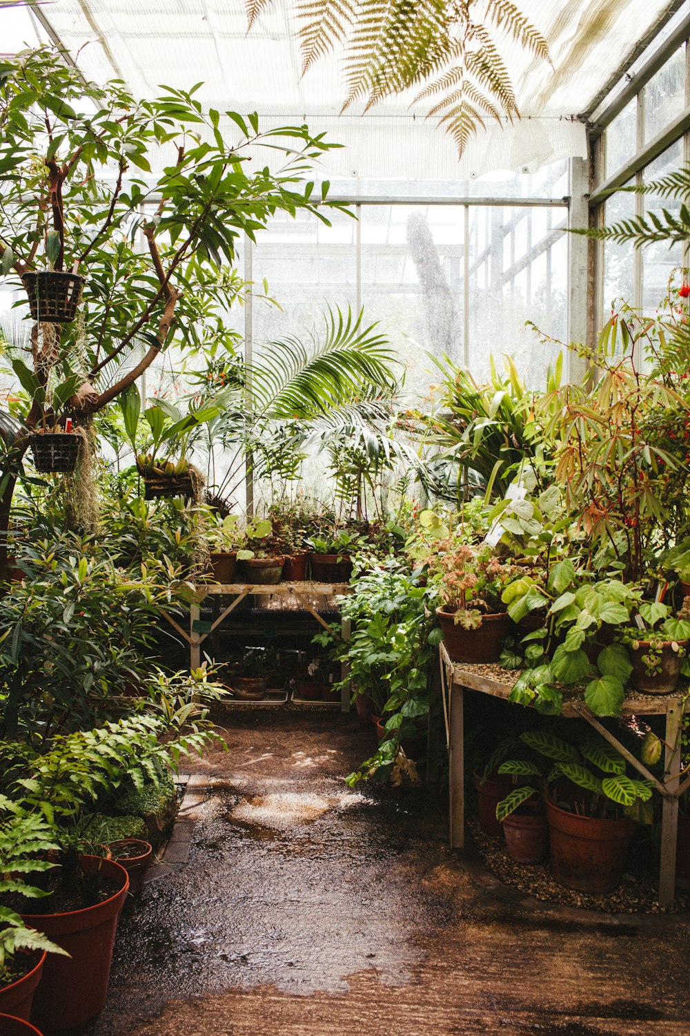 assorted plaints inside greenhouse