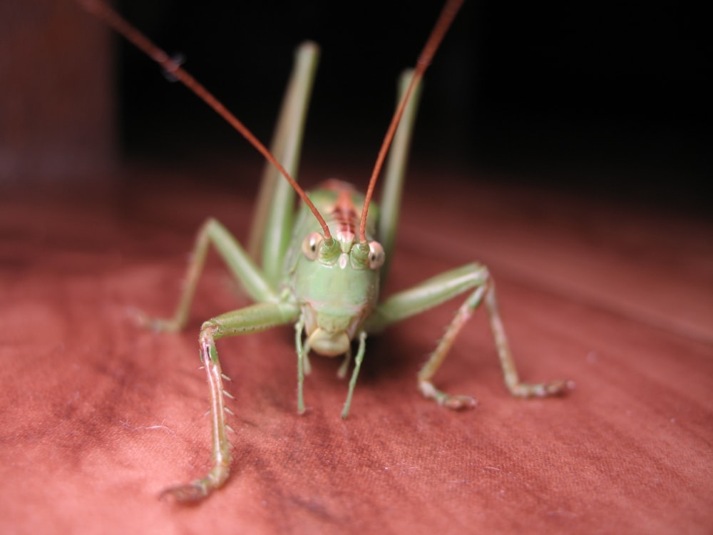 green grass hopper