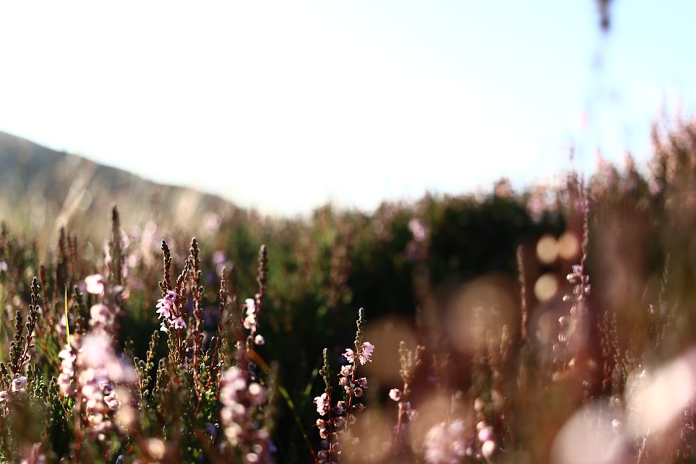 ピンクの草原の花の風景