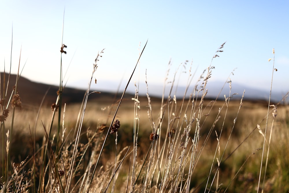 shallow focus photo of grass