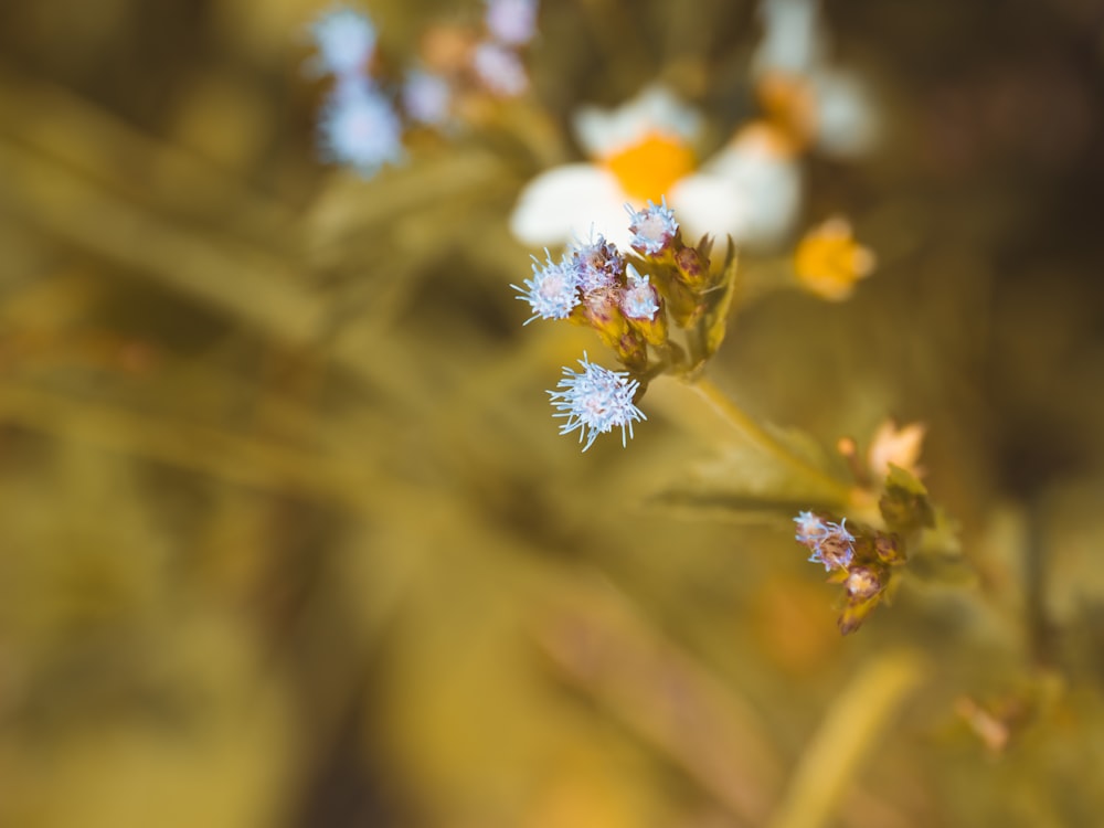 shallow focus photo of blue flowers