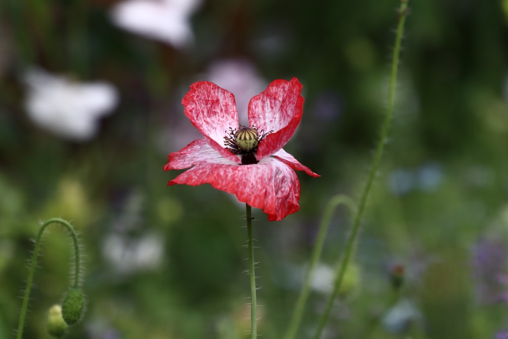 selective focus photography of white and red poppy flower