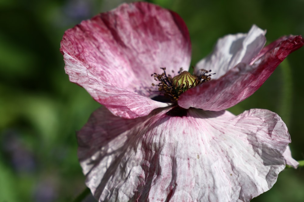 pink petaled flower