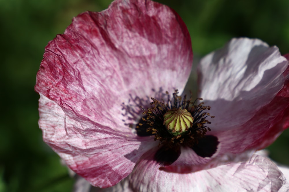 Fotografía de enfoque selectivo de flores de amapola blanco-rosa