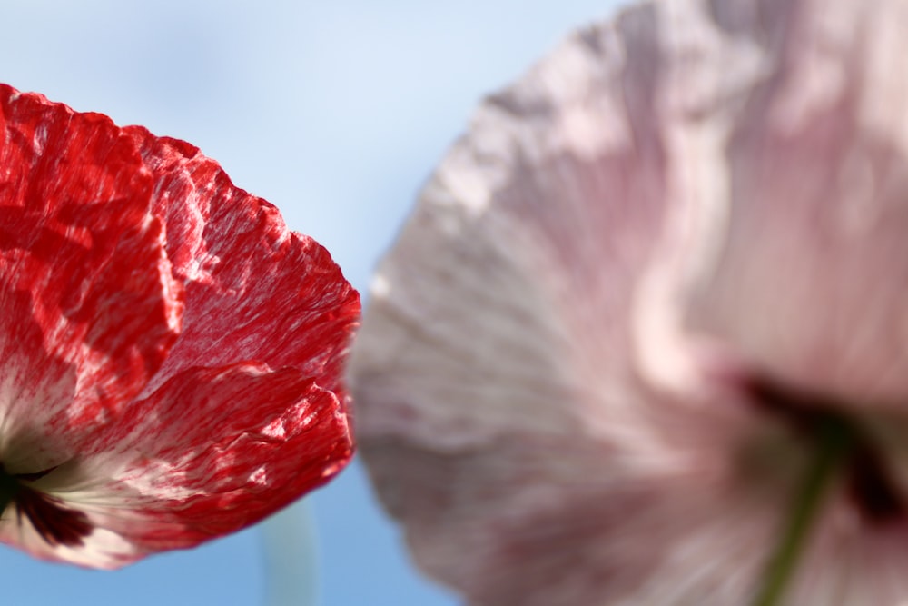 selective focus photography of red and pink poppy flowers