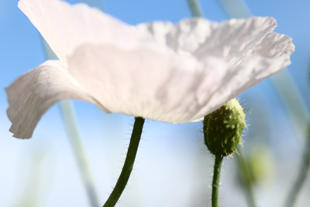 white petaled flower