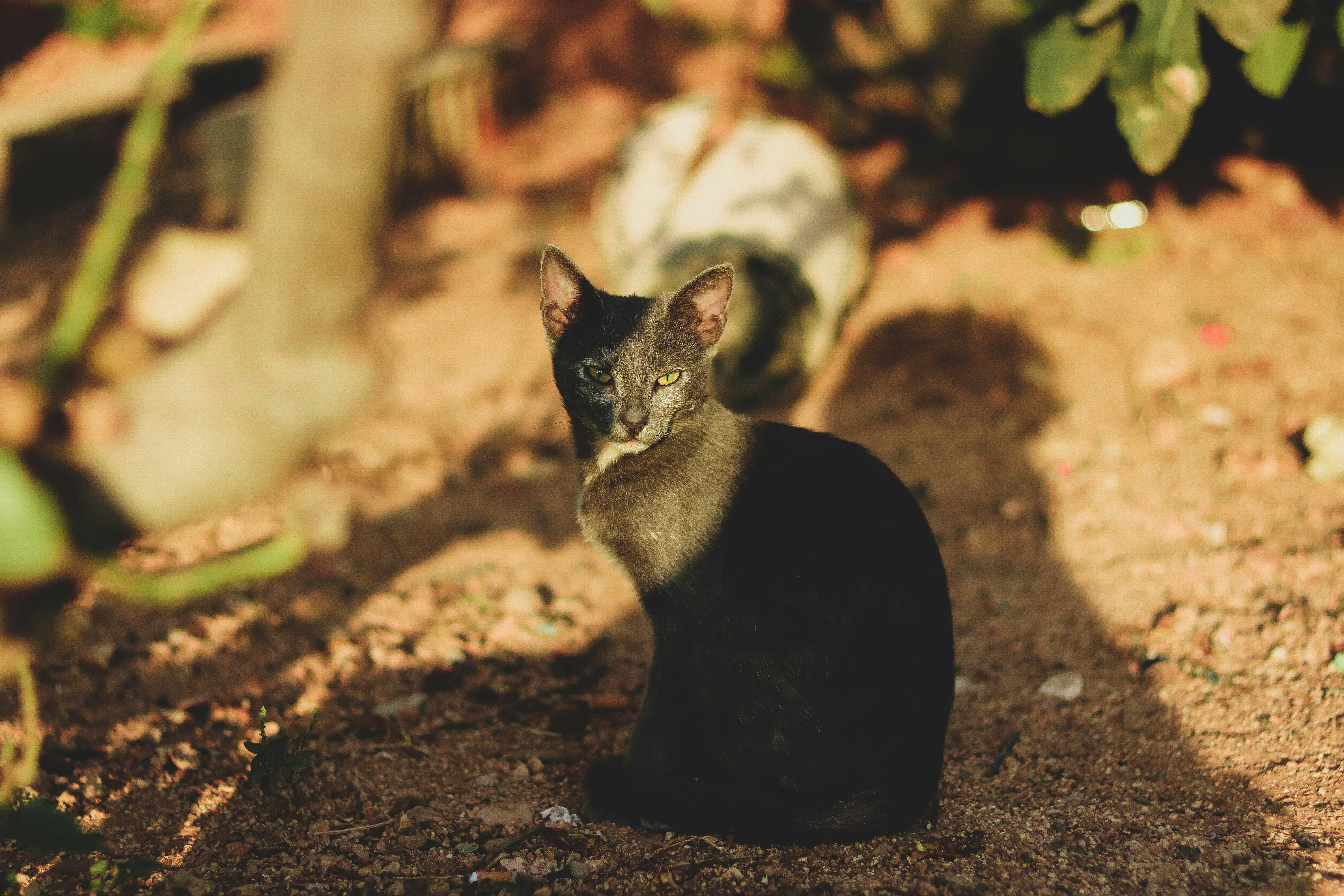 cat sitting on dust