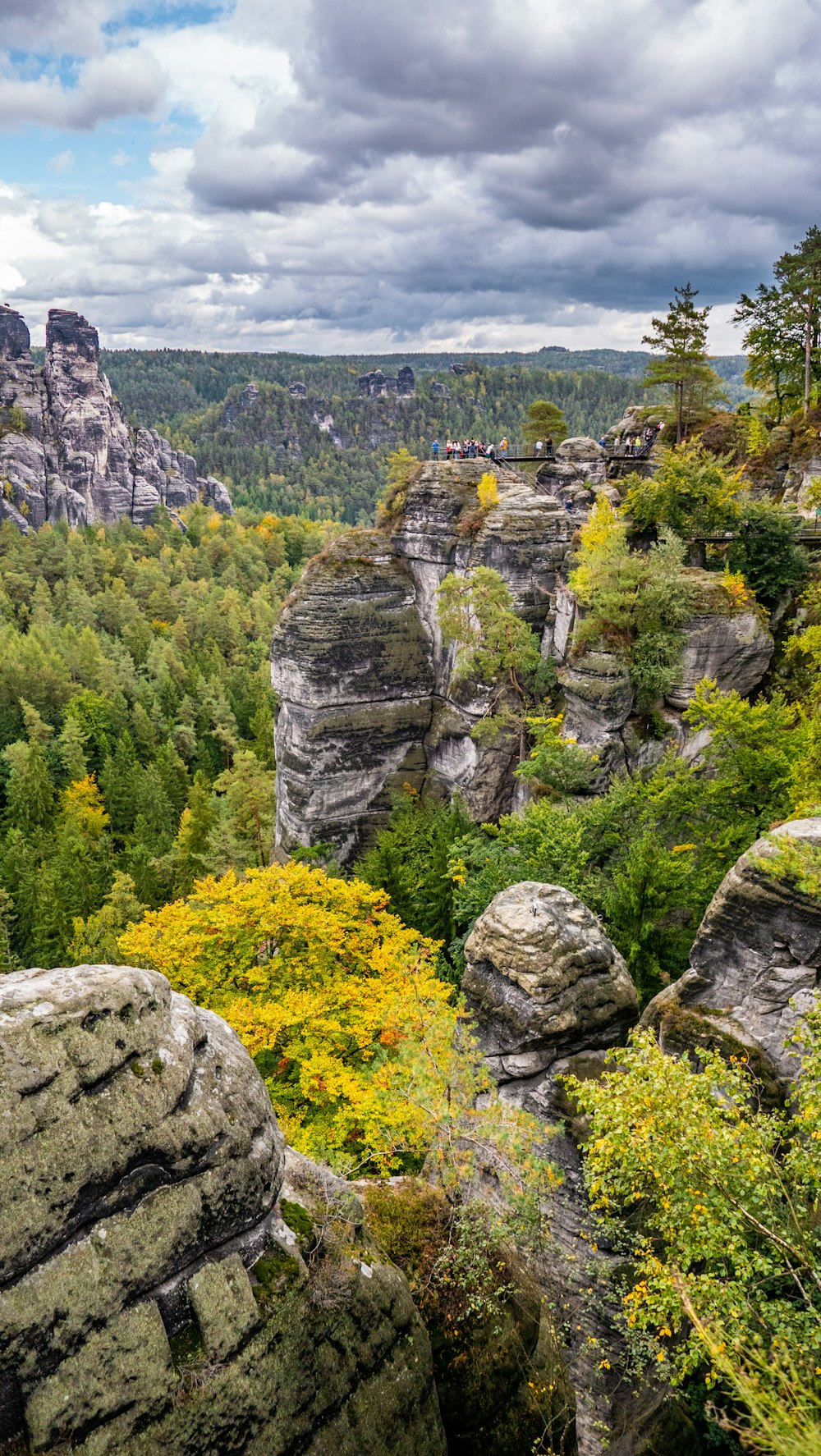 Photographie forestière