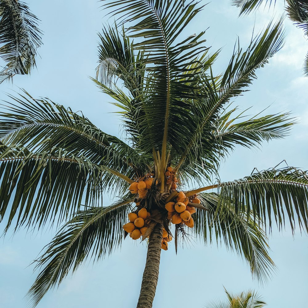 coconut tree during day