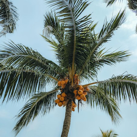 A tall coconut palm tree with lush green fronds extending outward against a clear blue sky. Clusters of ripe, yellow-orange coconuts hang prominently from the tree, creating a vibrant contrast. Other palm trees with similar characteristics are visible in the background, enhancing the tropical scene.