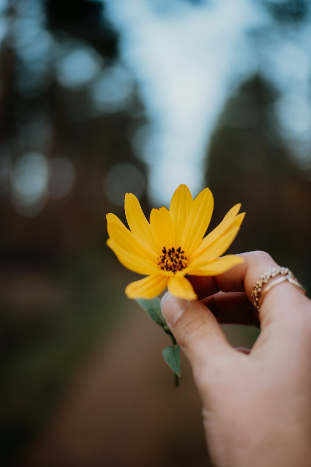 shallow focus photo of yellow flower