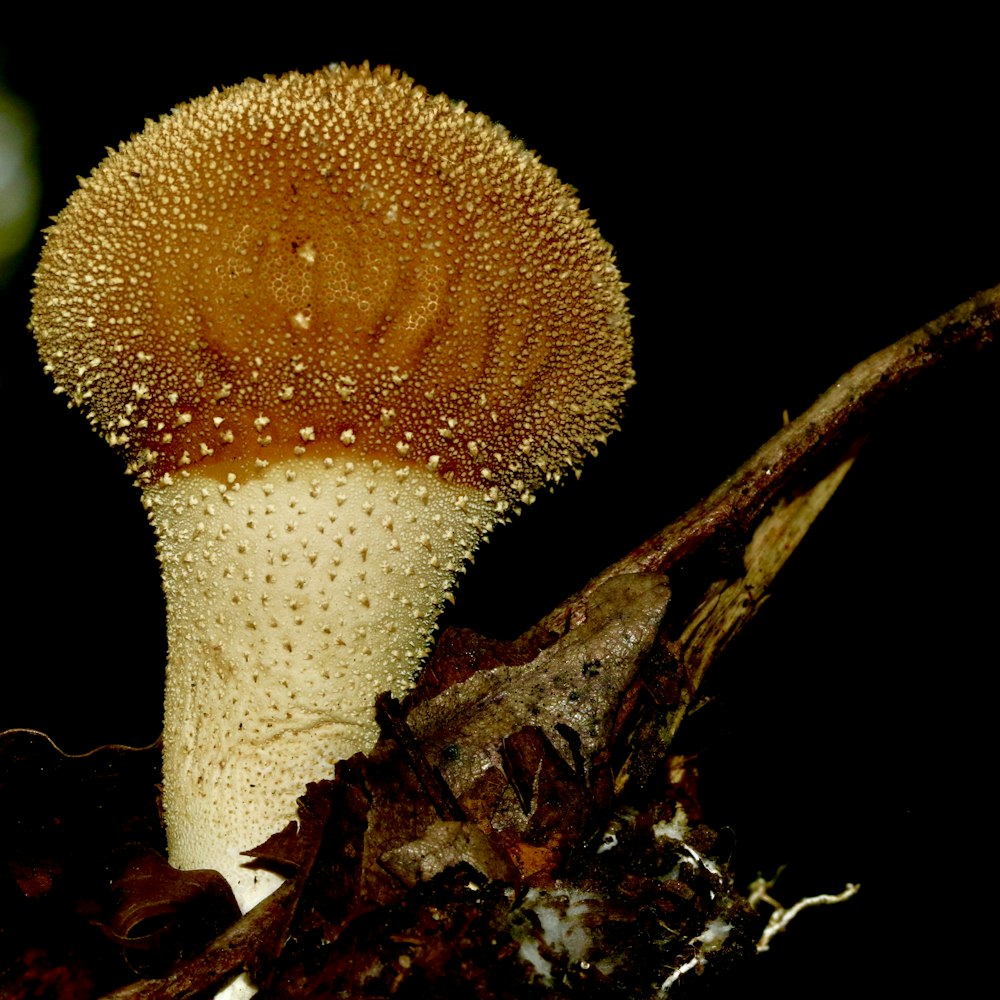 white and brown mushroom