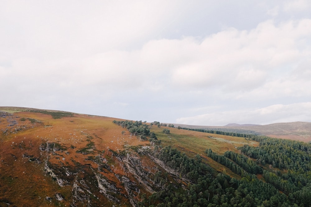 aerial photography of trees