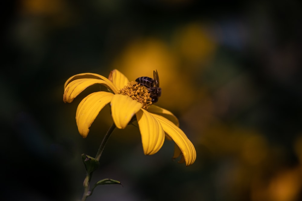 yellow petaled flower