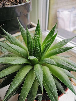 green Aloe Vera plant
