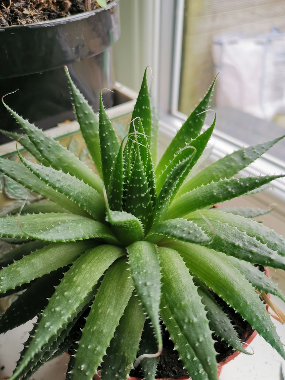 planta verde de Aloe Vera