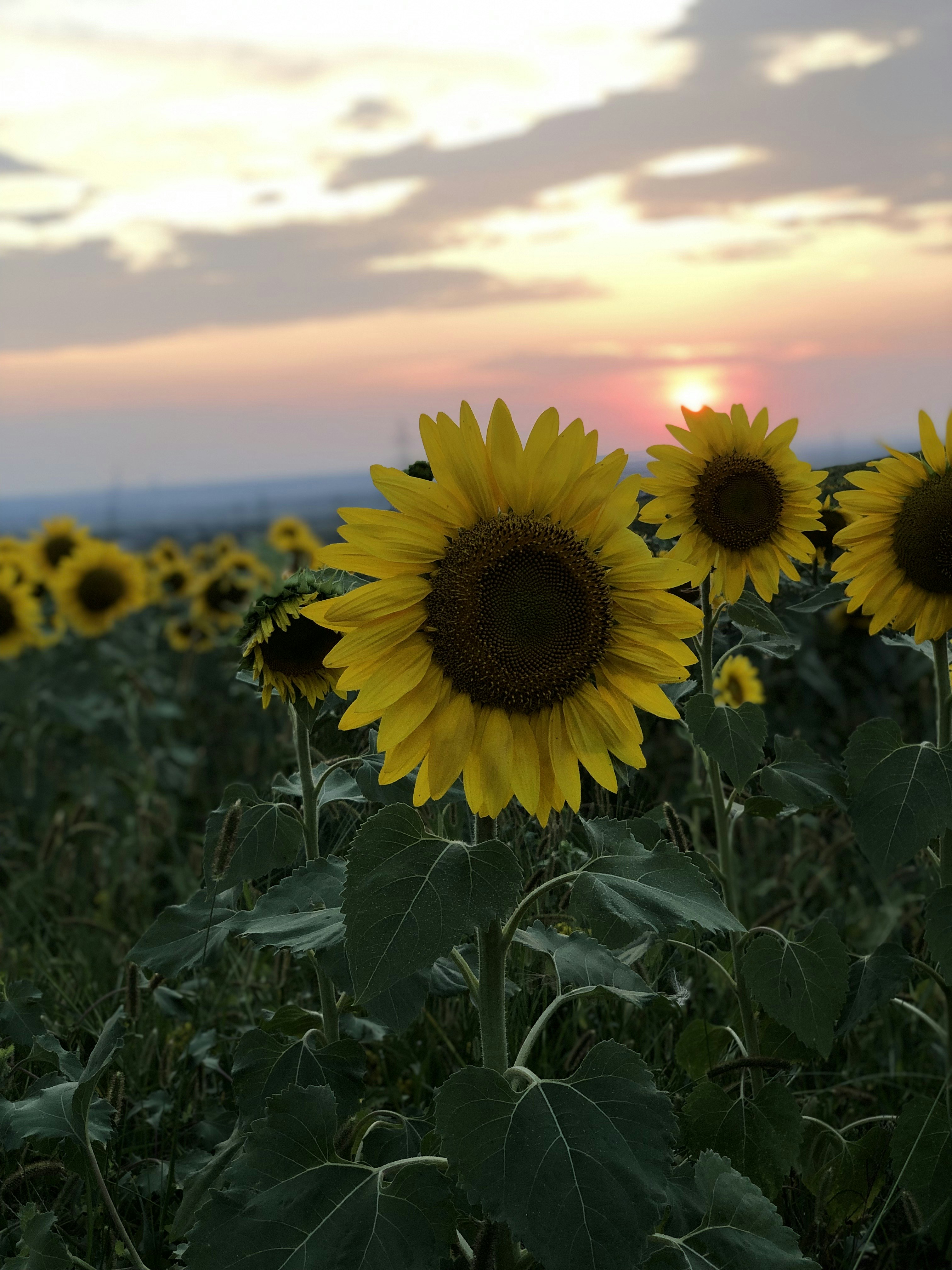 灰色の空の下のひまわり畑の写真 Unsplashで見つける工場の無料写真