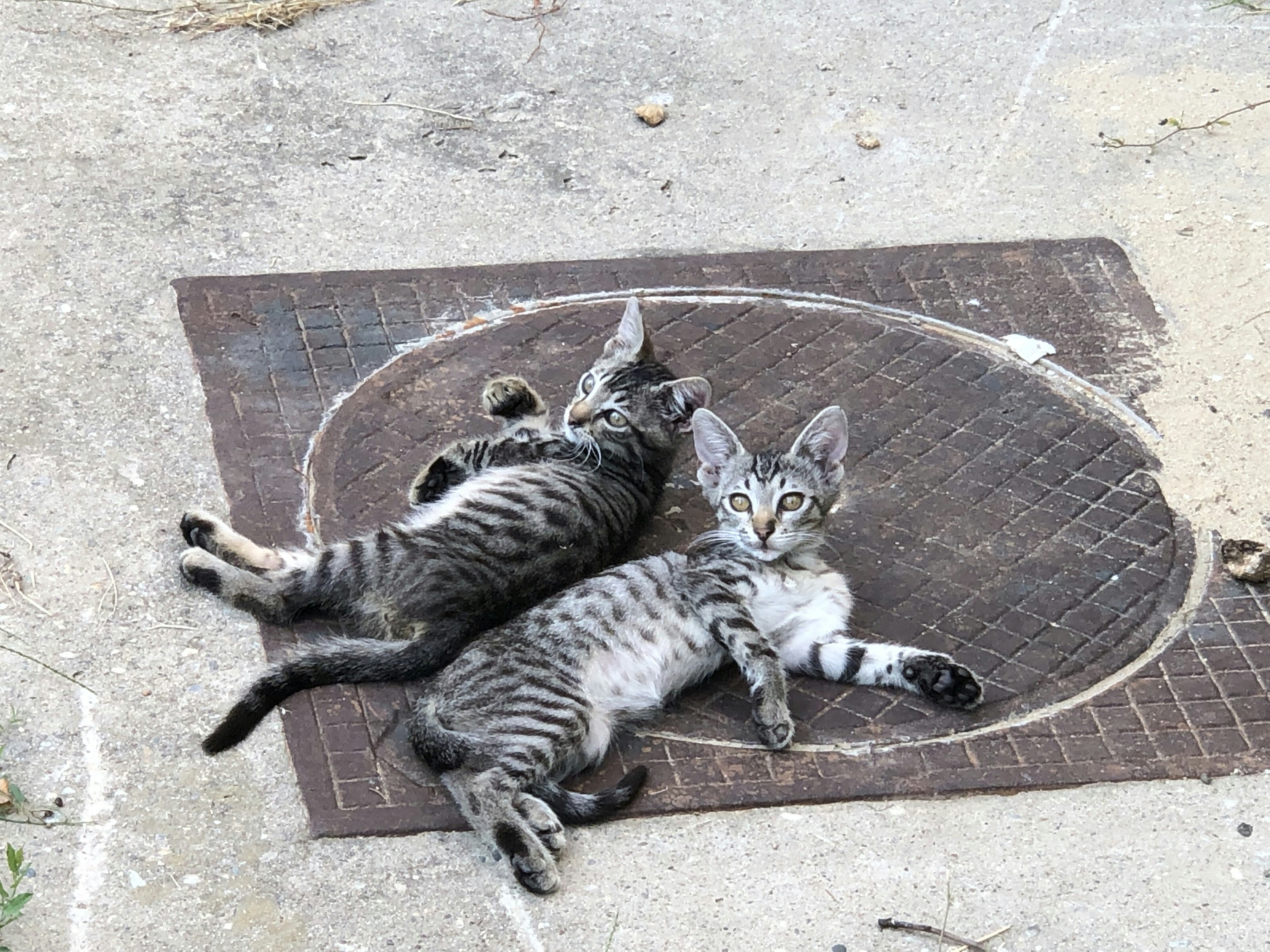 Adorable Maine Coon Kittens