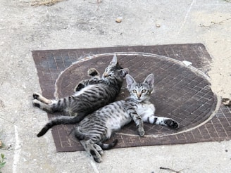 Cover art of 'Double Trouble Rides Again' featuring Kitty and Cookie in a playful Texas setting.