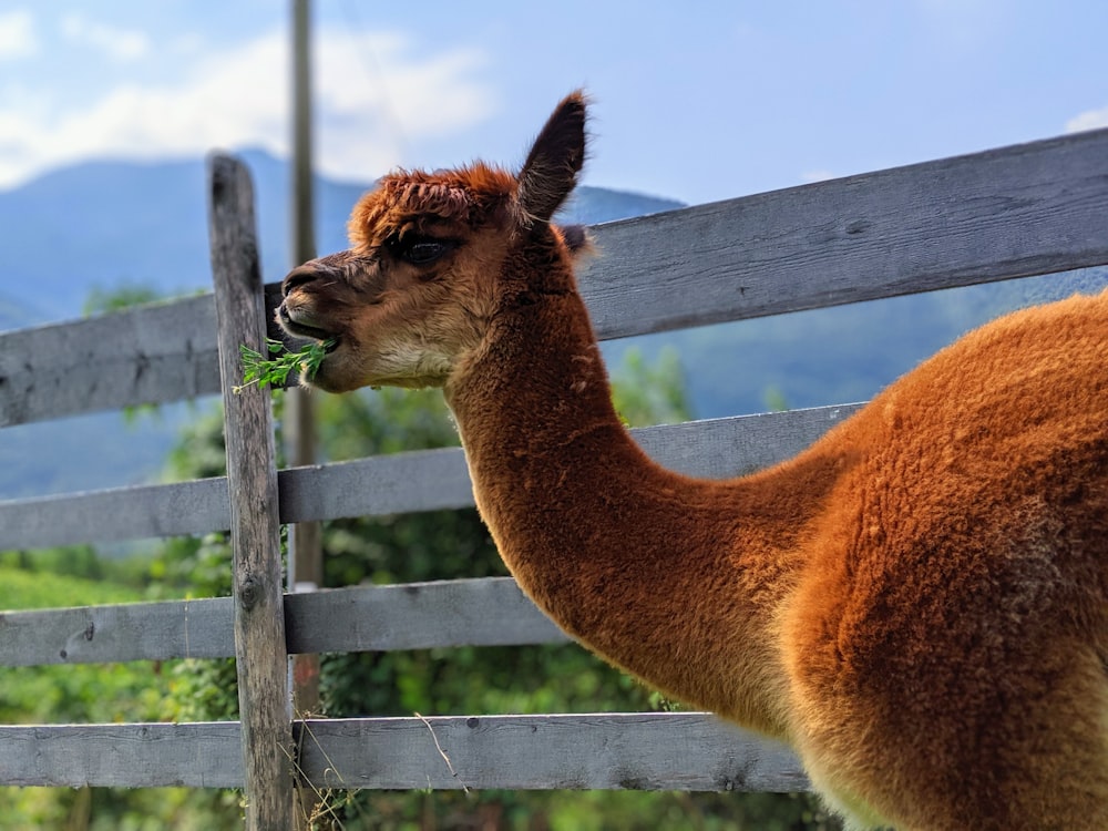 shallow focus photo of brown llama