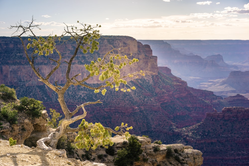 photo of green trees and mountain scenery