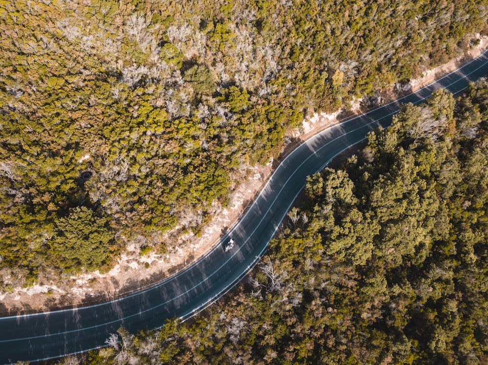 road between trees