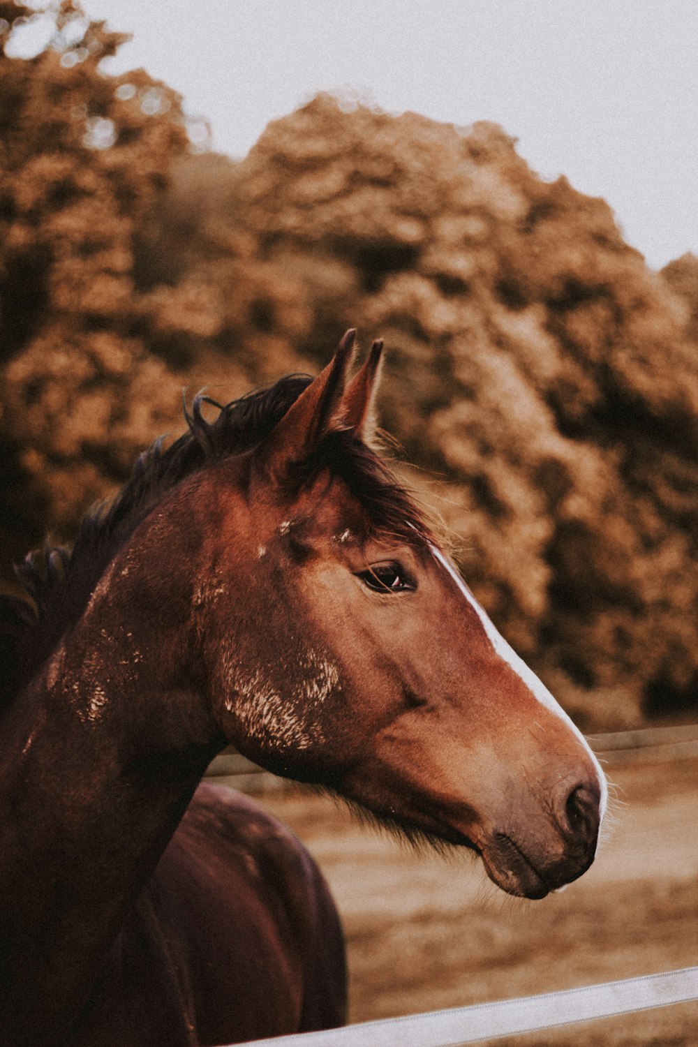 brown horse near trees