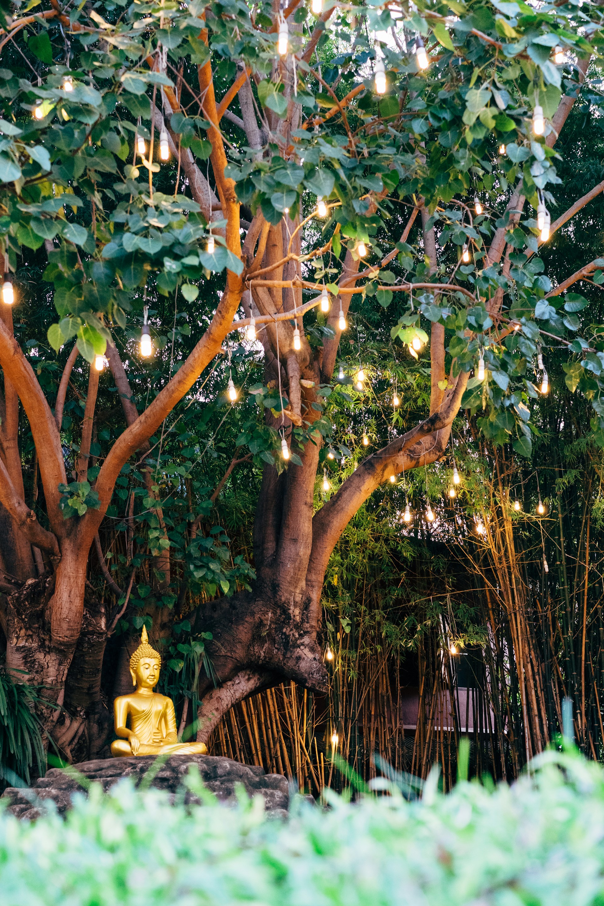Gautama Buddha statue near green tree