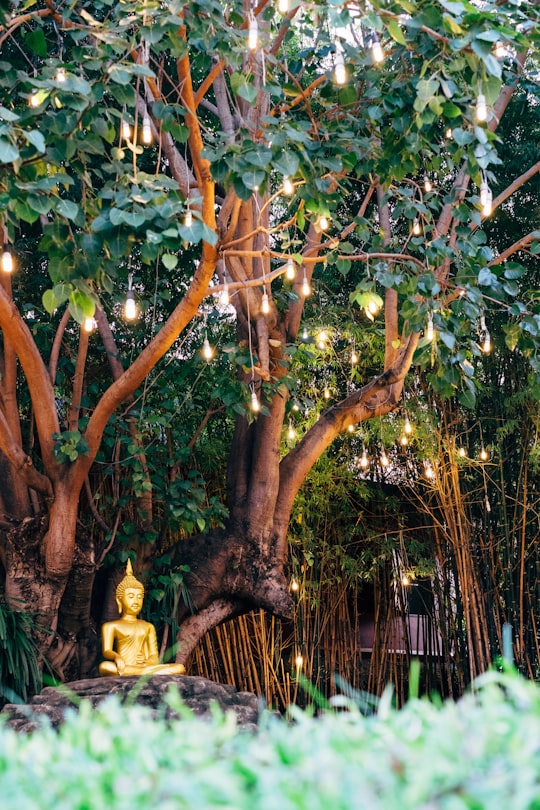 Gautama Buddha statue near green tree in Chiang Mai Thailand