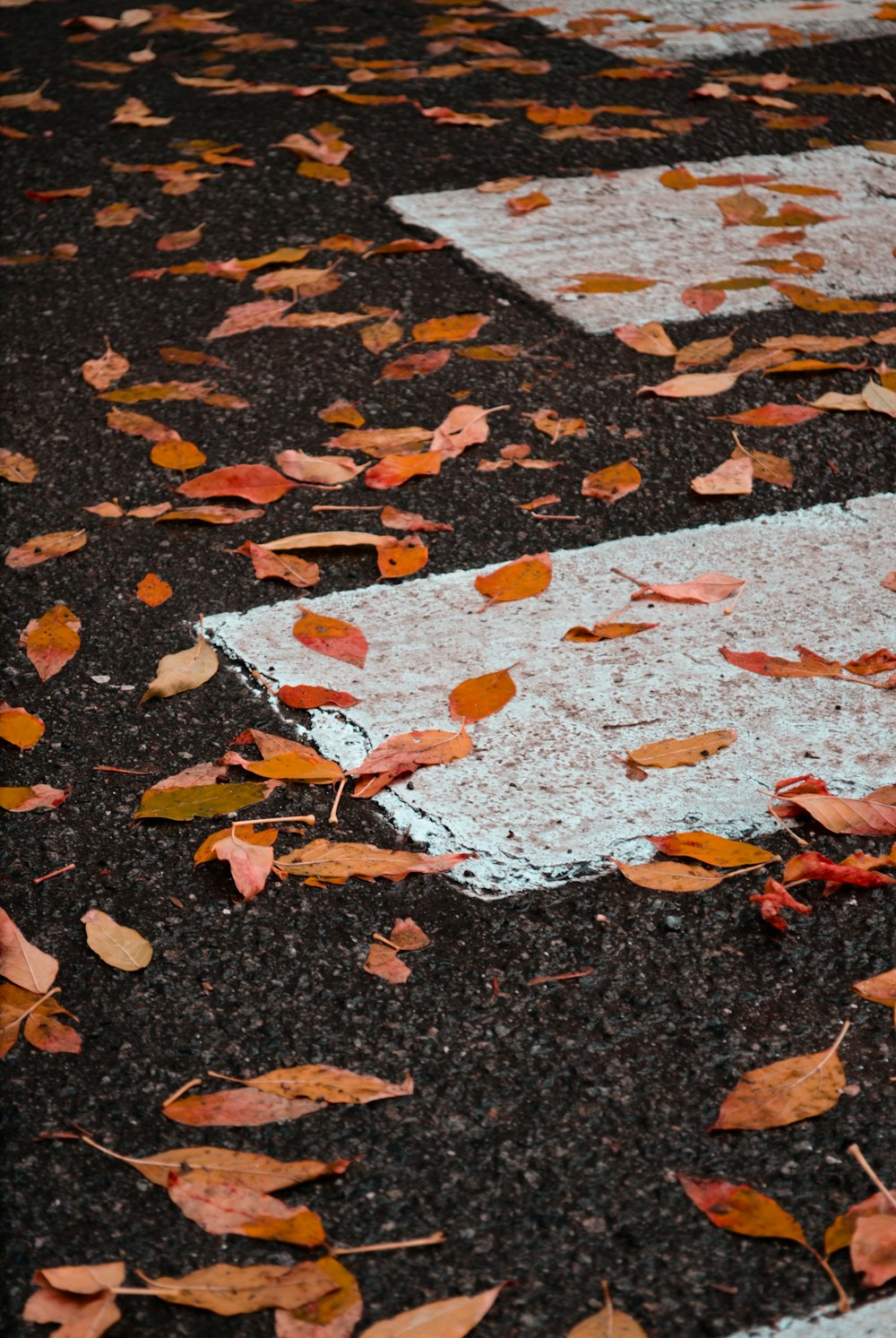 brown leaves