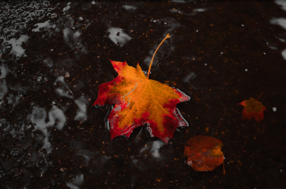 brown maple leaf