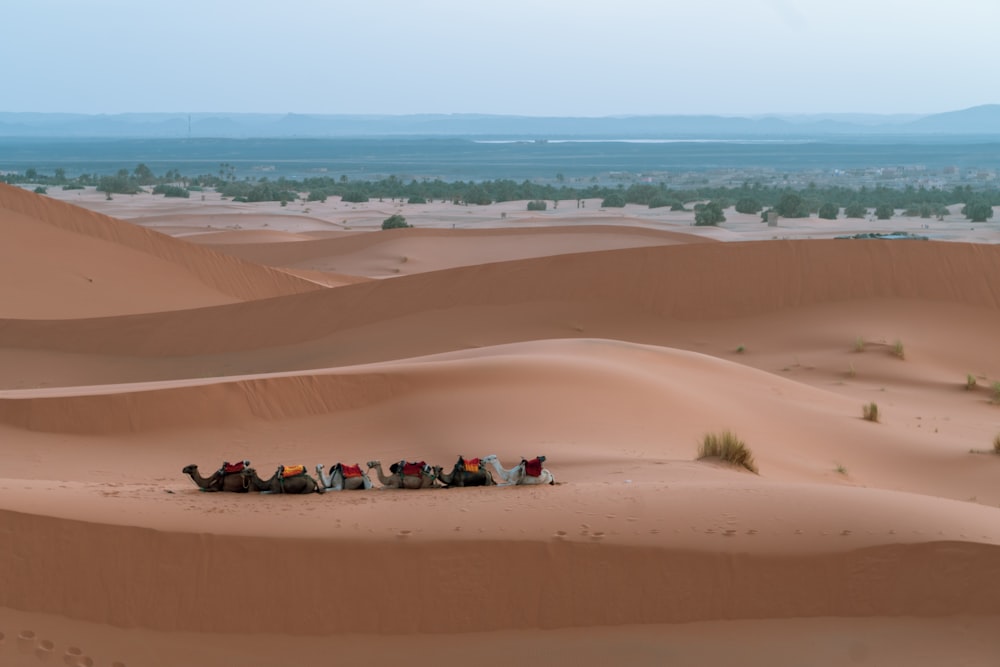 Photographie de la chaîne désertique pendant la journée